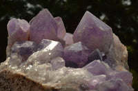 Natural Large Jacaranda Amethyst Cluster x 1 From Mumbwa, Zambia - TopRock