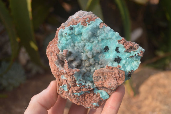 Natural Drusy Coated Chrysocolla Dolomite Specimens x 3 From Congo