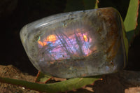 Polished Rare Purple Flash Labradorite Standing Free Forms x 2 From Tulear, Madagascar