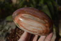 Polished Red Podocarpus Petrified Wood Standing Free Forms x 2 From Mahajanga, Madagascar