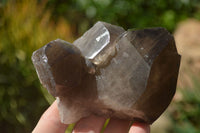 Natural Large Smokey Quartz Crystals  x 4 From Mulanje, Malawi - Toprock Gemstones and Minerals 