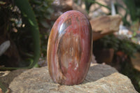 Polished Red Podocarpus Petrified Wood Standing Free Forms x 2 From Mahajanga, Madagascar