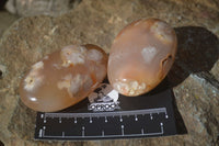 Polished Ocean Flower Agate Palm Stones  x 12 From Antsahalova, Madagascar