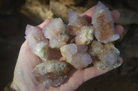 Natural Small Mixed Spirit Amethyst / Ametrine Specimens  x 24 From Boekenhouthoek, South Africa - Toprock Gemstones and Minerals 