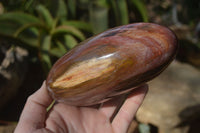 Polished Red Podocarpus Petrified Wood Standing Free Forms x 2 From Mahajanga, Madagascar