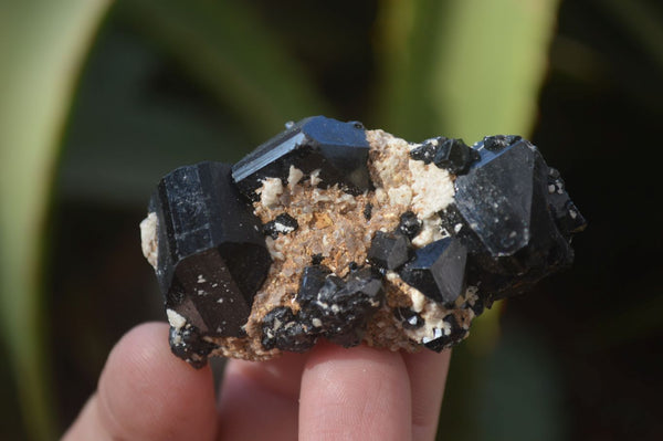 Natural Schorl Black Tourmaline Specimens x 12 From Erongo, Namibia