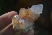 Natural Small Mixed Spirit Amethyst / Ametrine Specimens  x 24 From Boekenhouthoek, South Africa - Toprock Gemstones and Minerals 