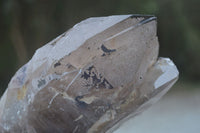 Natural Large Smokey Quartz Crystals  x 2 From Mulanje, Malawi - Toprock Gemstones and Minerals 