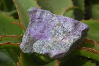 Natural Rough Stichtite & Serpentine Specimens x 5 From Barberton, South Africa