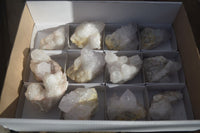 Natural White Cactus Flower Spirit Quartz Specimens x 12 From Boekenhouthoek, South Africa