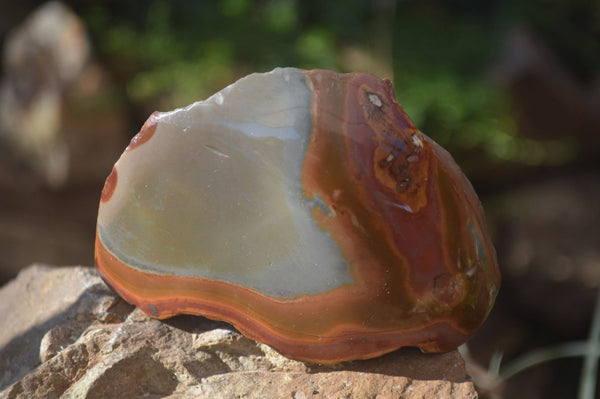 Polished One Side Polished Polychrome Jasper Nodules  x 7 From Madagascar