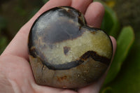 Polished Septerye Hearts x 8 From Madagascar - TopRock