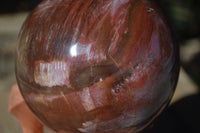 Polished Petrified Red Podocarpus Wood Sphere With Rosewood Stand x 1 From Madagascar - Toprock Gemstones and Minerals 