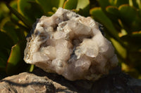 Natural Dog Tooth Calcite On Drusy Quartz Specimen x 1 From Albert's Mountain, Lesotho - TopRock