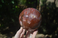 Polished Petrified Red Podocarpus Wood Sphere With Rosewood Stand x 1 From Madagascar - Toprock Gemstones and Minerals 