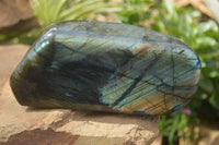 Polished Labradorite Standing Free Form With Intense Blue & Gold Flash x 1 From Tulear, Madagascar - TopRock