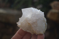 Natural White Cactus Flower Spirit Quartz Specimens x 12 From Boekenhouthoek, South Africa