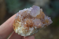 Natural Small Mixed Spirit Amethyst / Ametrine Specimens  x 24 From Boekenhouthoek, South Africa - Toprock Gemstones and Minerals 