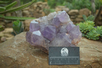 Natural Jacaranda Amethyst Cluster x 1 From Mumbwa, Zambia - TopRock