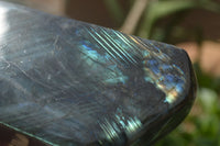 Polished Labradorite Standing Free Form With Intense Blue & Gold Flash x 1 From Tulear, Madagascar - TopRock