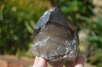 Natural Large Smokey Quartz Crystals  x 4 From Mulanje, Malawi - Toprock Gemstones and Minerals 