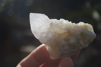 Natural White Cactus Flower Spirit Quartz Specimens x 12 From Boekenhouthoek, South Africa