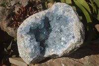 Natural Large Blue Celestite Geode Specimen  x 1 From Sakoany, Madagascar