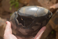 Polished Septaria Dragons Egg x 1 From Mahajanga, Madagascar - TopRock