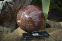 Polished Petrified Red Podocarpus Wood Sphere With Rosewood Stand x 1 From Madagascar - Toprock Gemstones and Minerals 