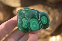 Polished Flower Banded Malachite Free Forms  x 12 From Congo - Toprock Gemstones and Minerals 