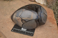 Polished Septaria Dragons Egg x 1 From Mahajanga, Madagascar - TopRock