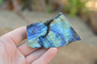 Polished One Side Polished Labradorite Slices  x 12 From Tulear, Madagascar - TopRock