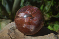 Polished Petrified Red Podocarpus Wood Sphere With Rosewood Stand x 1 From Madagascar - Toprock Gemstones and Minerals 