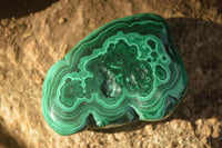 Polished Flower Banded Malachite Free Forms  x 12 From Congo - Toprock Gemstones and Minerals 