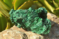 Natural Chatoyant Silky Malachite Specimens  x 2 From Kasompe, Congo - TopRock