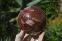 Polished Petrified Red Podocarpus Wood Sphere With Rosewood Stand x 1 From Madagascar - Toprock Gemstones and Minerals 