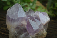 Natural Jacaranda Amethyst Cluster x 1 From Mumbwa, Zambia - TopRock