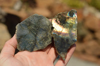 Polished One Side Polished Labradorite Slices  x 12 From Tulear, Madagascar - TopRock