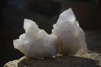 Natural White Cactus Flower Spirit Quartz Specimens x 12 From Boekenhouthoek, South Africa