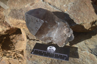 Natural Large Smokey Quartz Crystal x 1 From Malawi