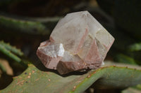 Natural Smokey Hematoid Quartz Crystals  x 12 From Madagascar