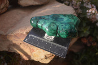 Polished Malachite Free Form x 1 From Kolwezi, Congo