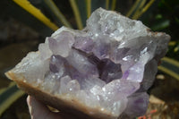 Natural Jacaranda Amethyst Cluster x 1 From Mumbwa, Zambia - TopRock