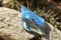 Polished One Side Polished Labradorite Slices  x 12 From Tulear, Madagascar - TopRock