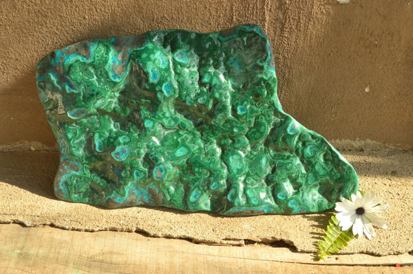 Polished XL Malachite Free Form With Blue Chrysocolla Rings x 1 From Congo - TopRock