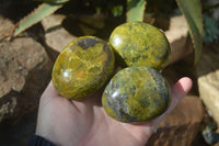 Polished Green Opal Palm Stones  x 12 From Madagascar - Toprock Gemstones and Minerals 