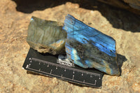 Polished One Side Polished Labradorite Slices  x 12 From Tulear, Madagascar - TopRock