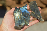 Polished One Side Polished Labradorite Slices  x 12 From Tulear, Madagascar - TopRock