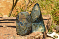 Polished Labradorite Standing Free Forms With Intense Blue & Gold Flash x 2 From Sakoany, Madagascar - TopRock