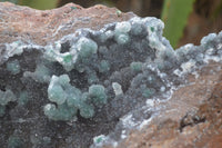 Natural Drusy Coated Ball Malachite On Dolomite Specimen  x 1 From Likasi, Congo